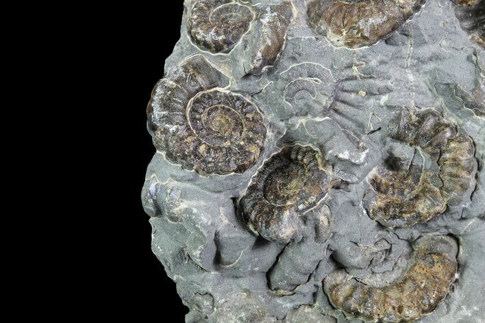 Ammonite (Promicroceras) Cluster - Somerset, England #86250